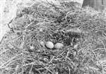 Golden Eagle eyrie with two eggs