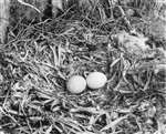 Two eggs of Golden Eagle in nest with prey