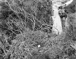 Golden Eagle eyrie on the side of a gorge with a waterfall