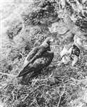 Golden Eagle and 5-6 week old chick