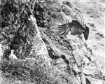 Golden Eagle approaching an eyrie with a chick in it