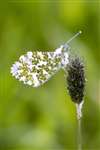 Orange Tip butterfly, Ardeer