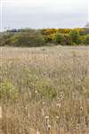 A reedbed at Ardeer in Ayrshire