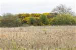 A reedbed at Ardeer in Ayrshire