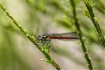 Large Red Damselfly, Ardeer