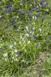 Common Bluebells, Ardeer