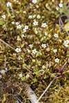 Rue-leaved Saxifrage, Ardeer