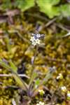 Changing Forget-me-not, Ardeer