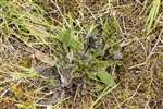 Spotted Hawkweed, Ardeer