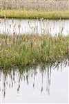 A reedbed at Ardeer in Ayrshire