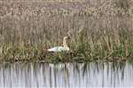 Mute Swan on its nest in a reedbed at Ardeer in Ayrshire