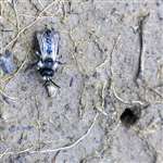 Ashy Mining Bee, Low Force, Teesdale