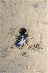 Ashy Mining Bee, Low Force, Teesdale