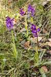 Early Purple Orchid at Low Force, Teesdale