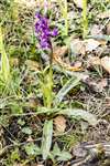 Early Purple Orchid at Low Force, Teesdale