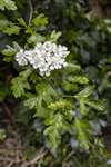 Common Hawthorn, Piercebridge