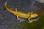 Palmate Newt, Kelvindale