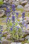 Viper's Bugloss, Great Cumbrae