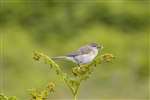 Willow Warbler, Great Cumbrae