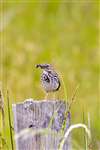 Meadow Pipit, Great Cumbrae