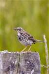 Meadow Pipit, Great Cumbrae