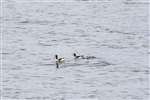 Shelduck Family, Great Cumbrae