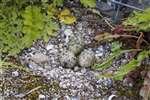 Oystercatcher eggs, Great Cumbrae