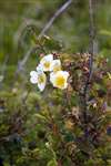 Burnet Rose, Great Cumbrae