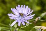 Alpine Blue Sow Thistle near Grantown, Speyside