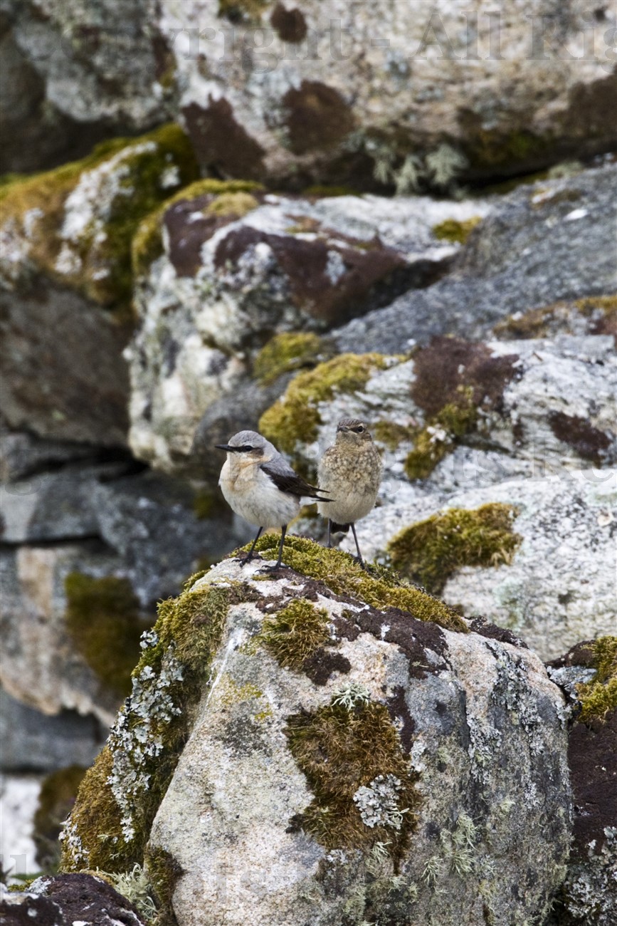 Wheatears, Càrnais, Uig, Lewis