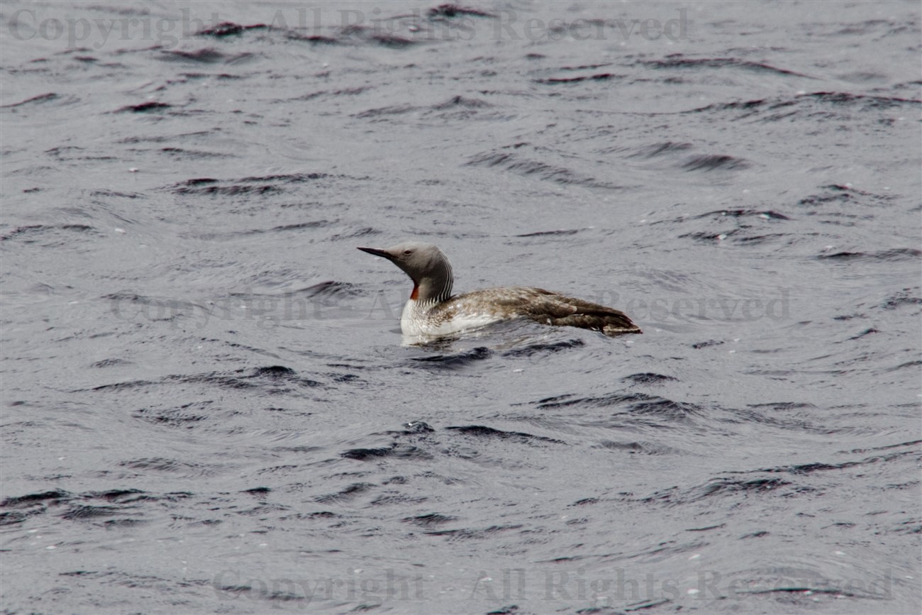 Red-throated diver, Lewis