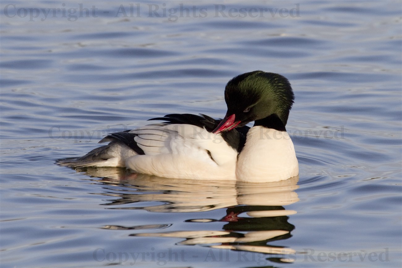 Male Goosander preening