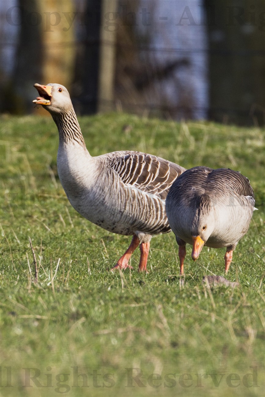 Greylag Geese