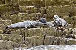 Grey seals, Isle of May
