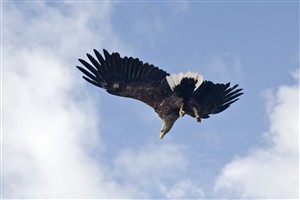 White tailed eagle in flight, Skye