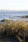 Common cord grass, Skinflats