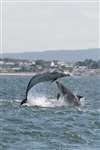 two Bottlenose Dolphins displaying and jumping, Moray Firth