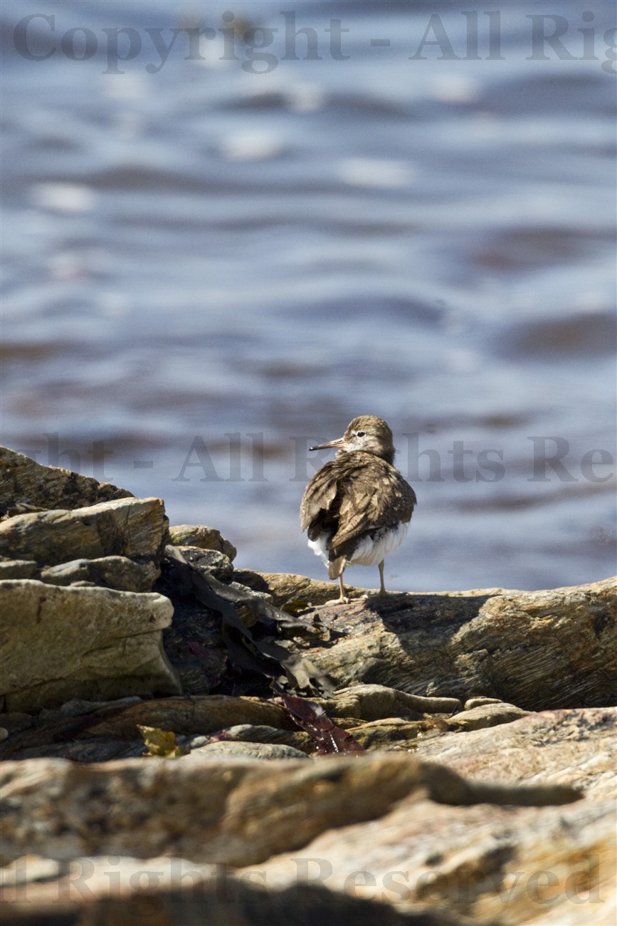 Common Sandpiper