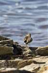 Common Sandpiper