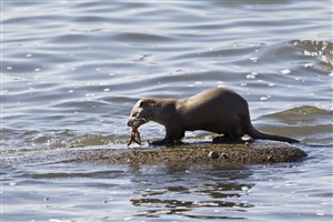 Otter eating a crab