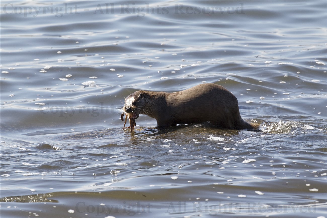 Otter eating a crab