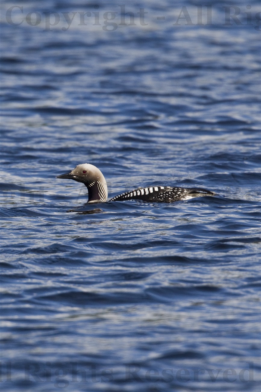 Black-throated diver, Argyllshire