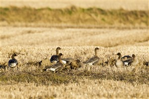 Pink-footed goose flock on cereal stubble