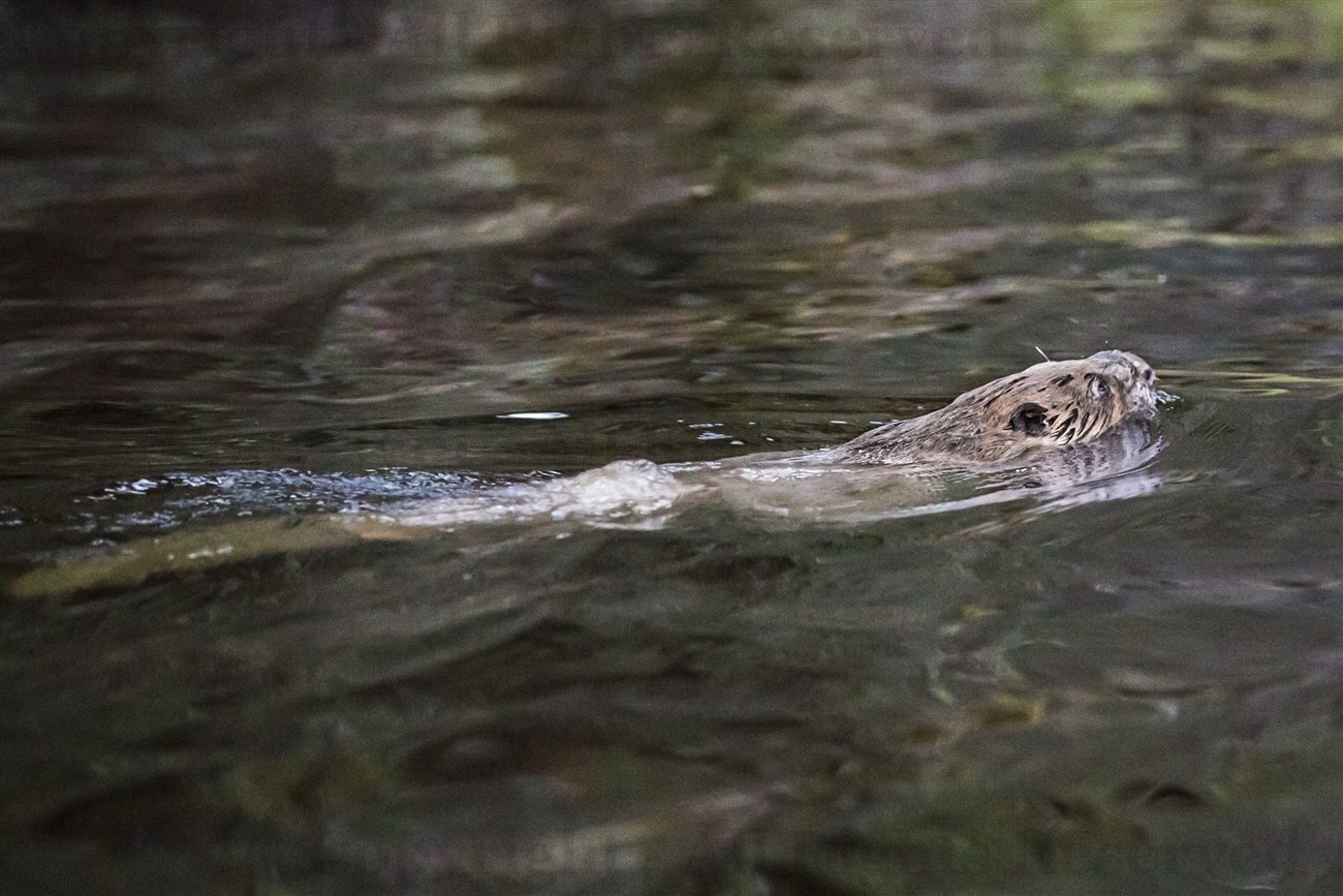 European beaver in Knapdale