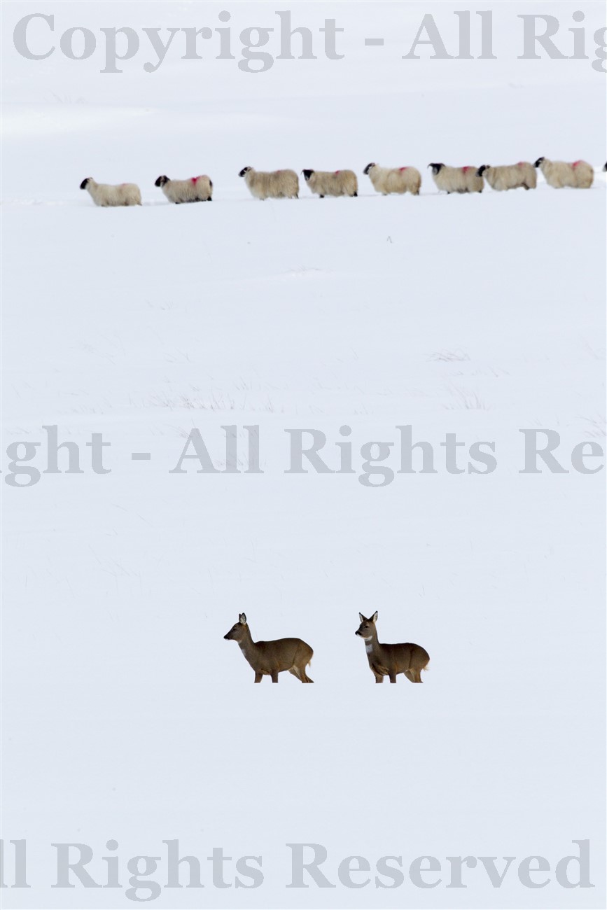 Roe deer and blackface sheep in snowdrifts