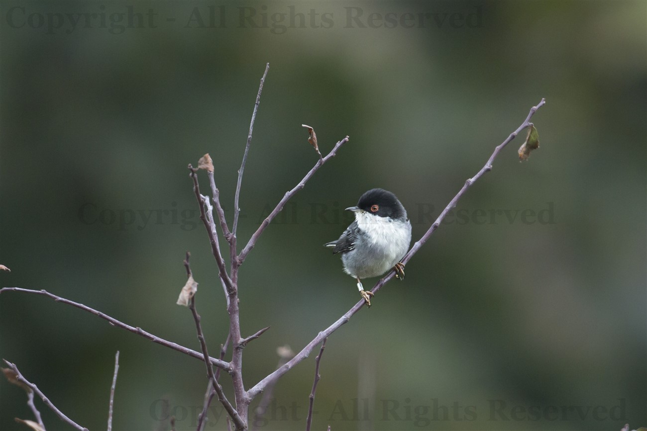Sardinian Warbler