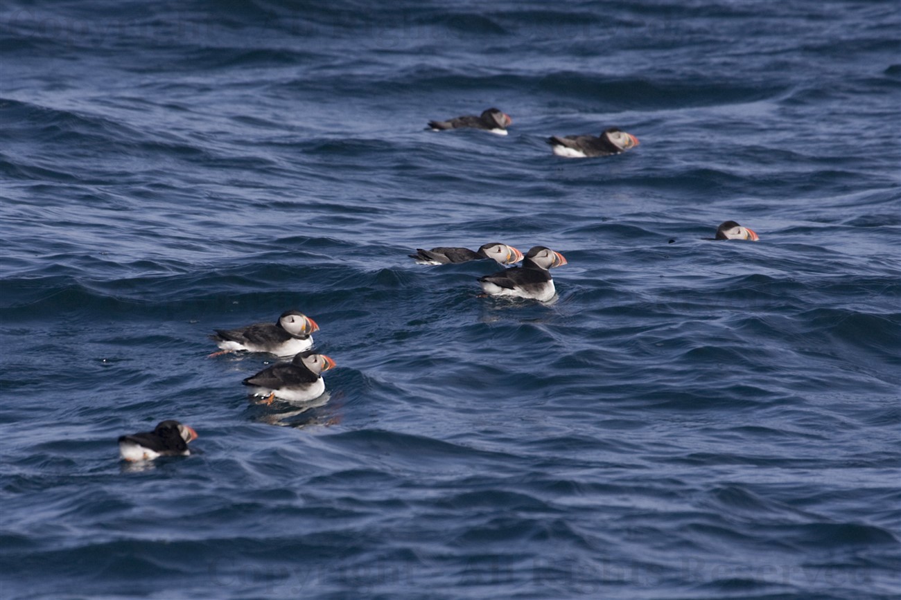 Puffins on sea, Staffa