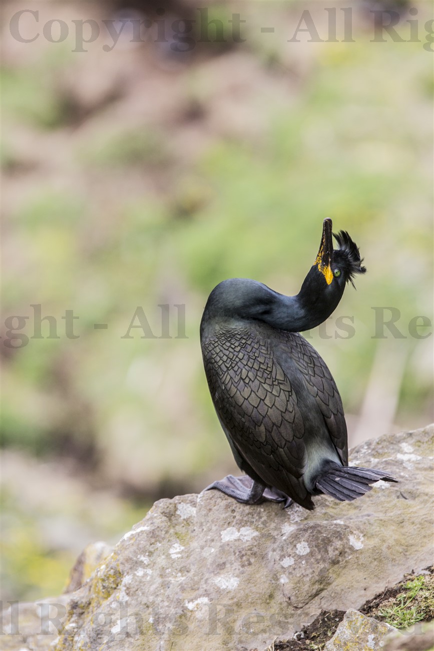 Shag on Lunga