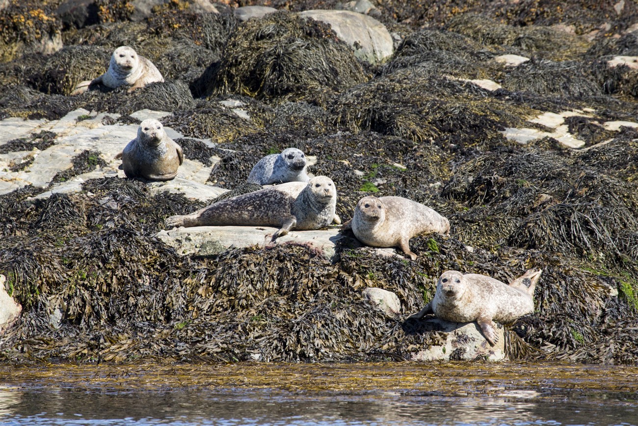 Common seals, Cairns of Coll