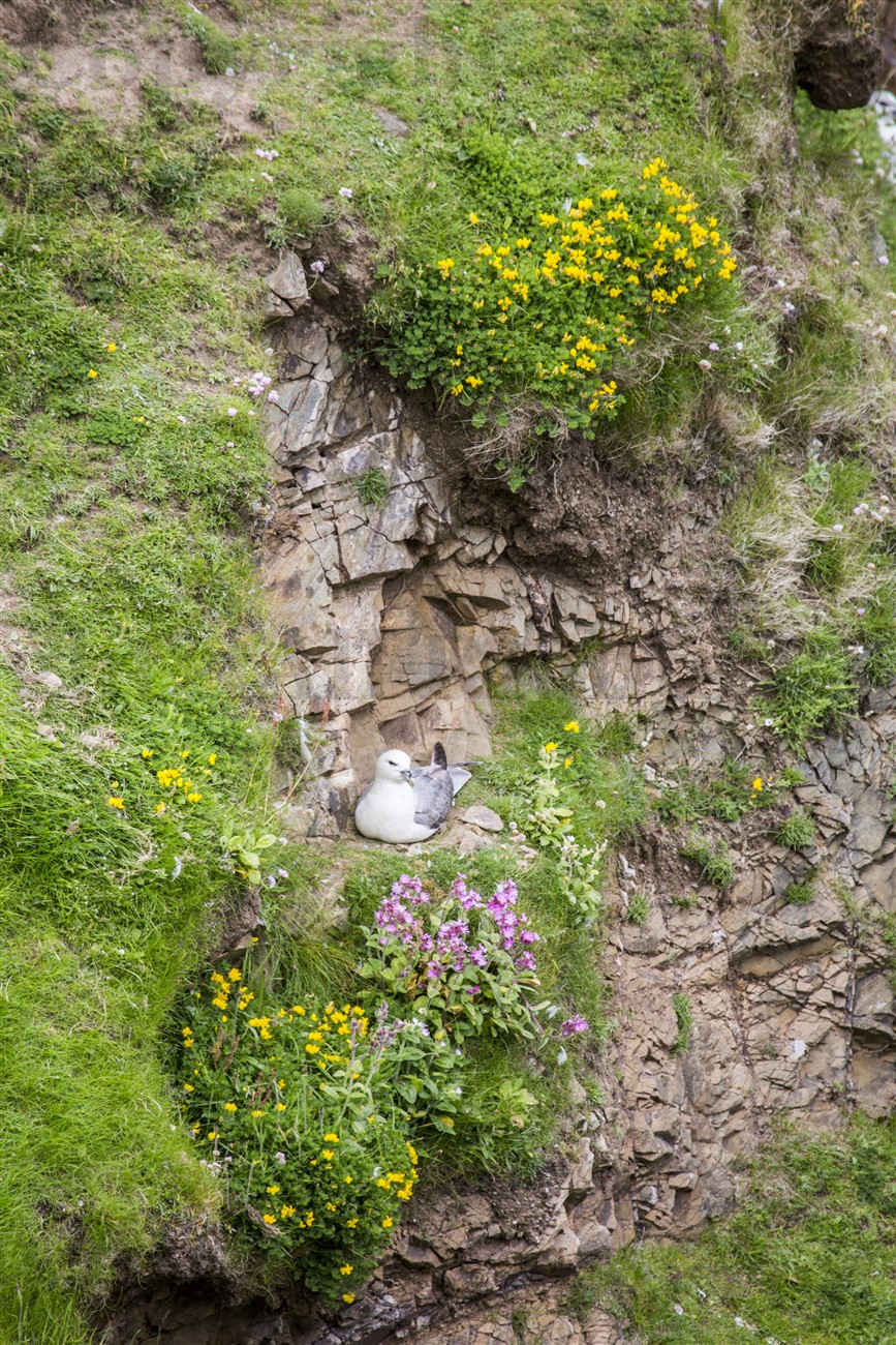 Fulmar, Foula